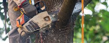 Best Storm Damage Tree Cleanup  in Elkton, MD