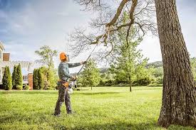 Best Palm Tree Trimming  in Elkton, MD