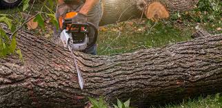 How Our Tree Care Process Works  in  Elkton, MD