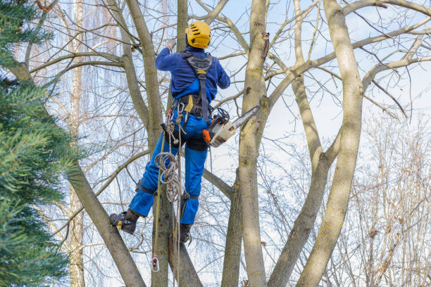 Best Tree Risk Assessment  in Elkton, MD