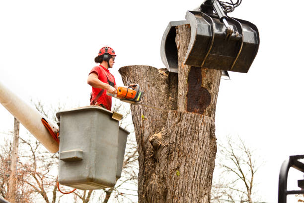 Trusted Elkton, MD Tree Services Experts